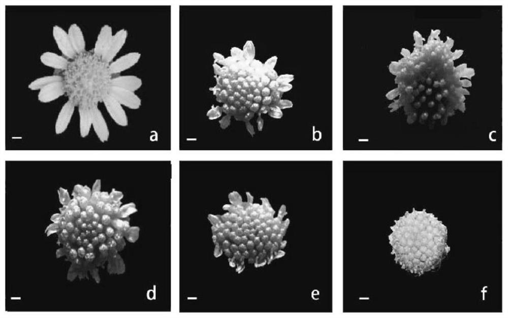 Intergeneric distant hybrid creation method of crossostephium chinense and chamomile