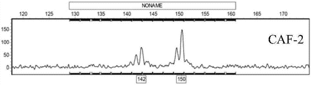 Method of utilizing SSR label to identify Ping'ou hybridized hazel species