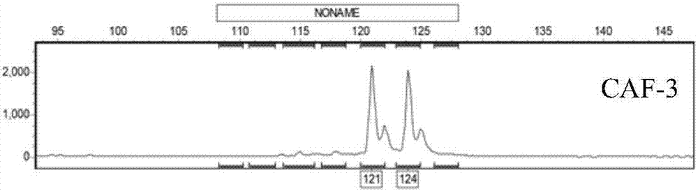 Method of utilizing SSR label to identify Ping'ou hybridized hazel species