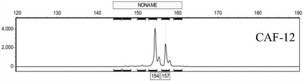 Method of utilizing SSR label to identify Ping'ou hybridized hazel species