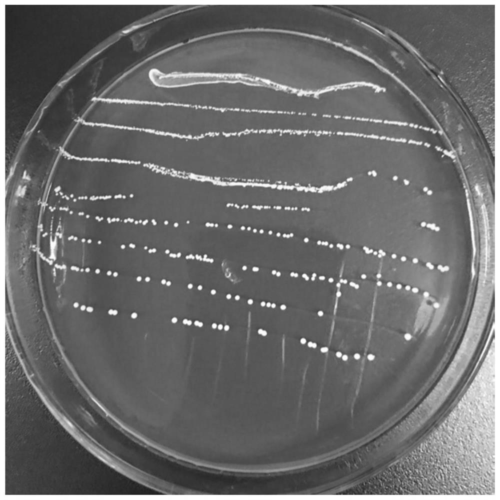 A strain of Weissella enterica-like and its application