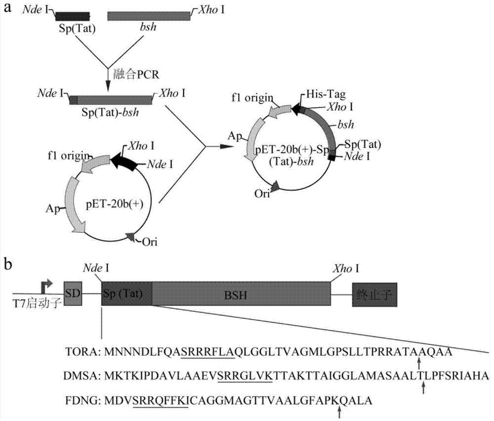 Method for producing bile salt hydrolase by fermentation of twin-arginine signal peptide and application thereof