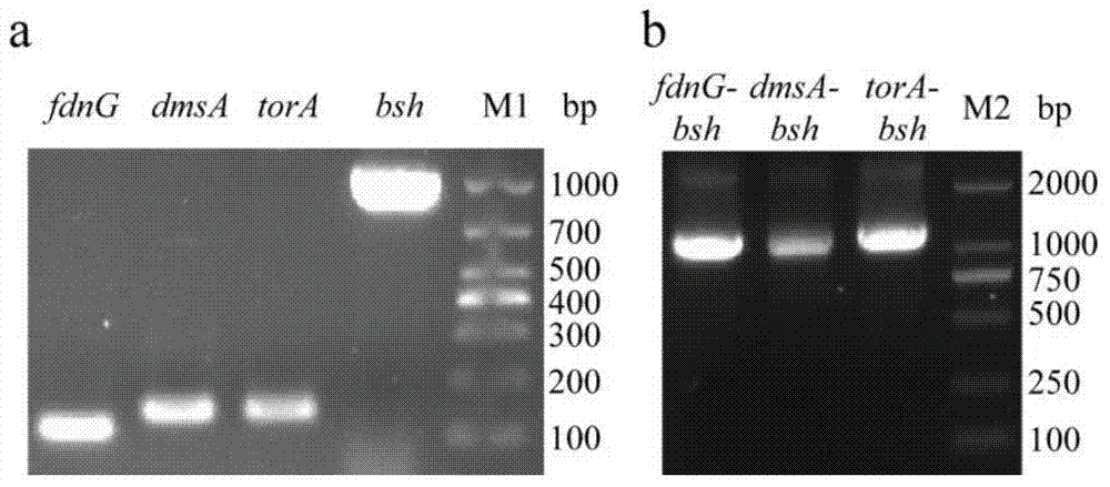 Method for producing bile salt hydrolase by fermentation of twin-arginine signal peptide and application thereof