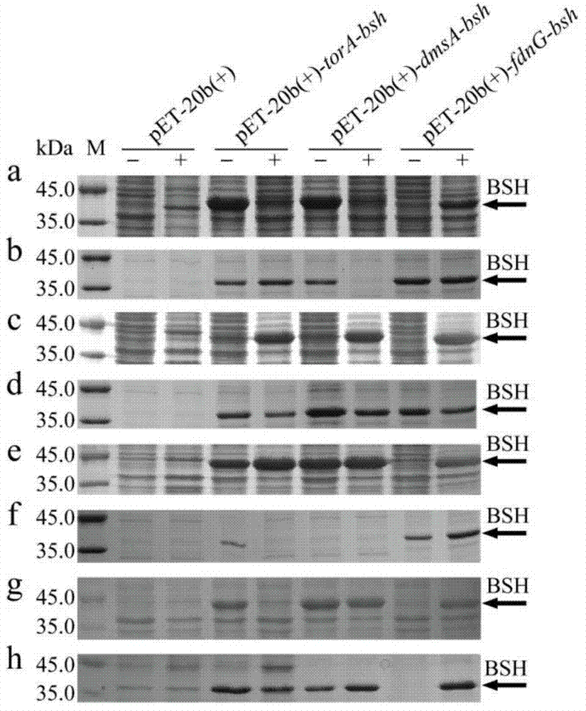 Method for producing bile salt hydrolase by fermentation of twin-arginine signal peptide and application thereof