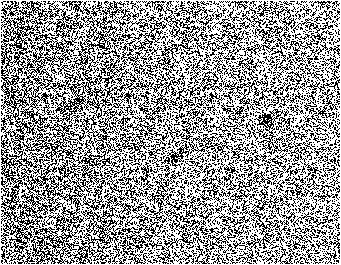 System and method for recognizing different defect types in paper defect visual detection