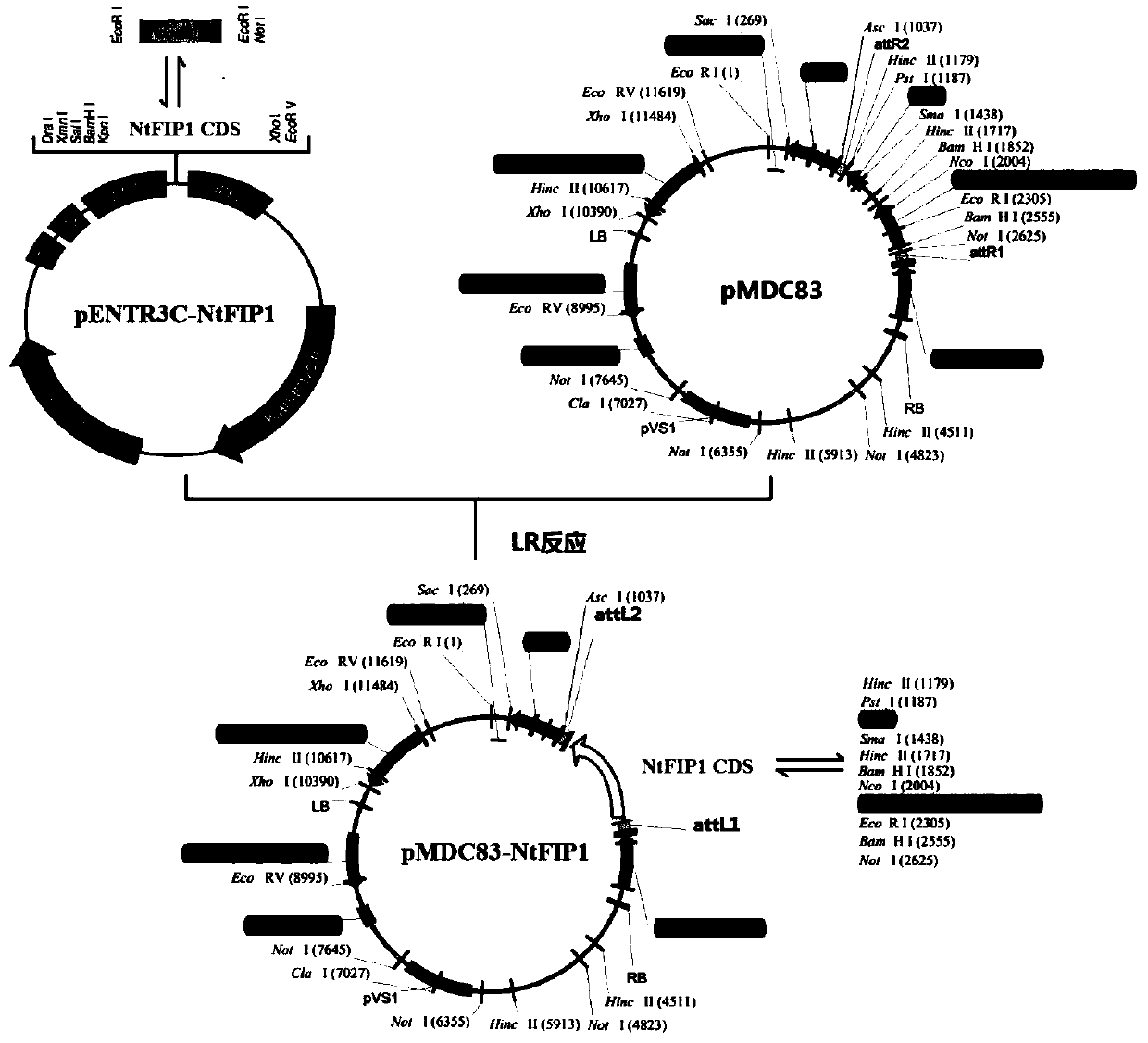 Tobacco gene NtFIP1 for improving nitrogen utilization rate and cloning method and application of tobacco gene NtFIP1