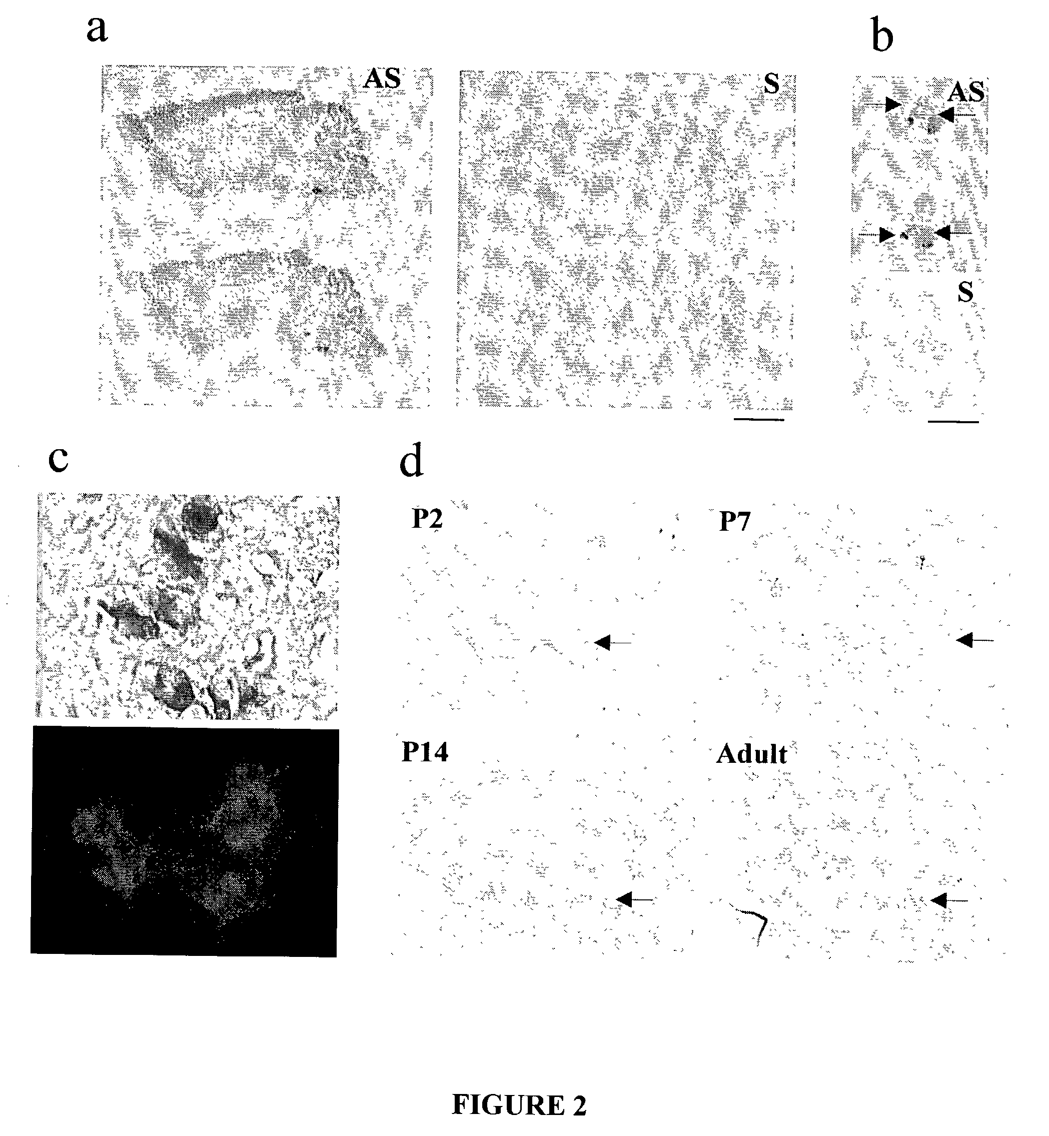 Excitatory glycine receptors and methods