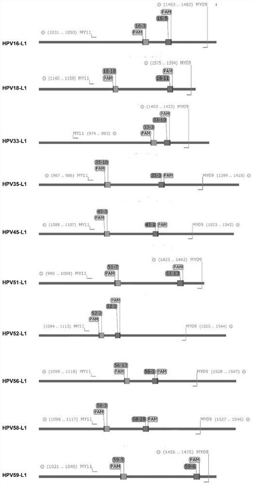 CRISPR/Cas9 typing PCR method for DNA homogeneous detection and application of CRISPR/Cas9 typing PCR method