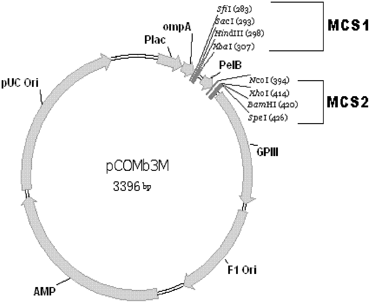 Human anti-human VEGF monoclonal antibody molecule and application thereof