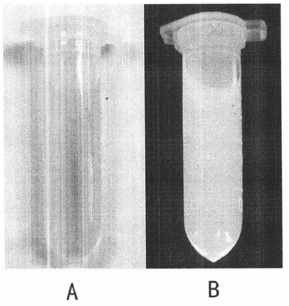 Synthesis method of nitrogen-doped fluorescent carbon dots