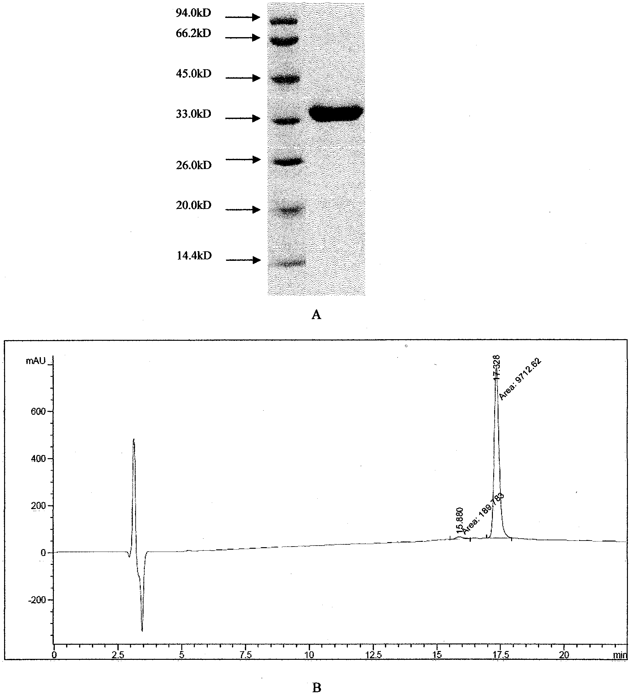 Humanized recombinant uricase and mutant thereof