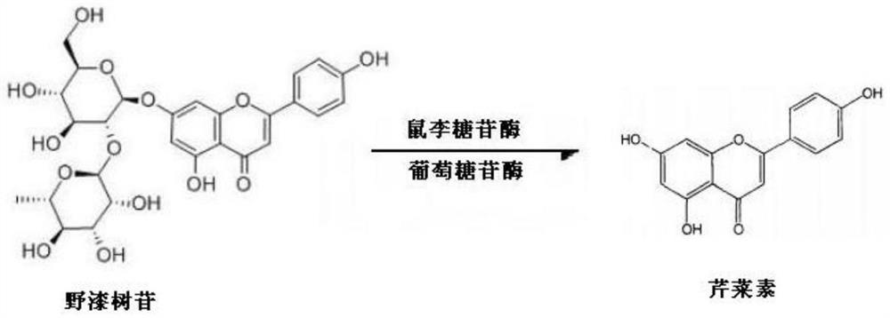 Method for preparing apigenin by utilizing biological enzymolysis