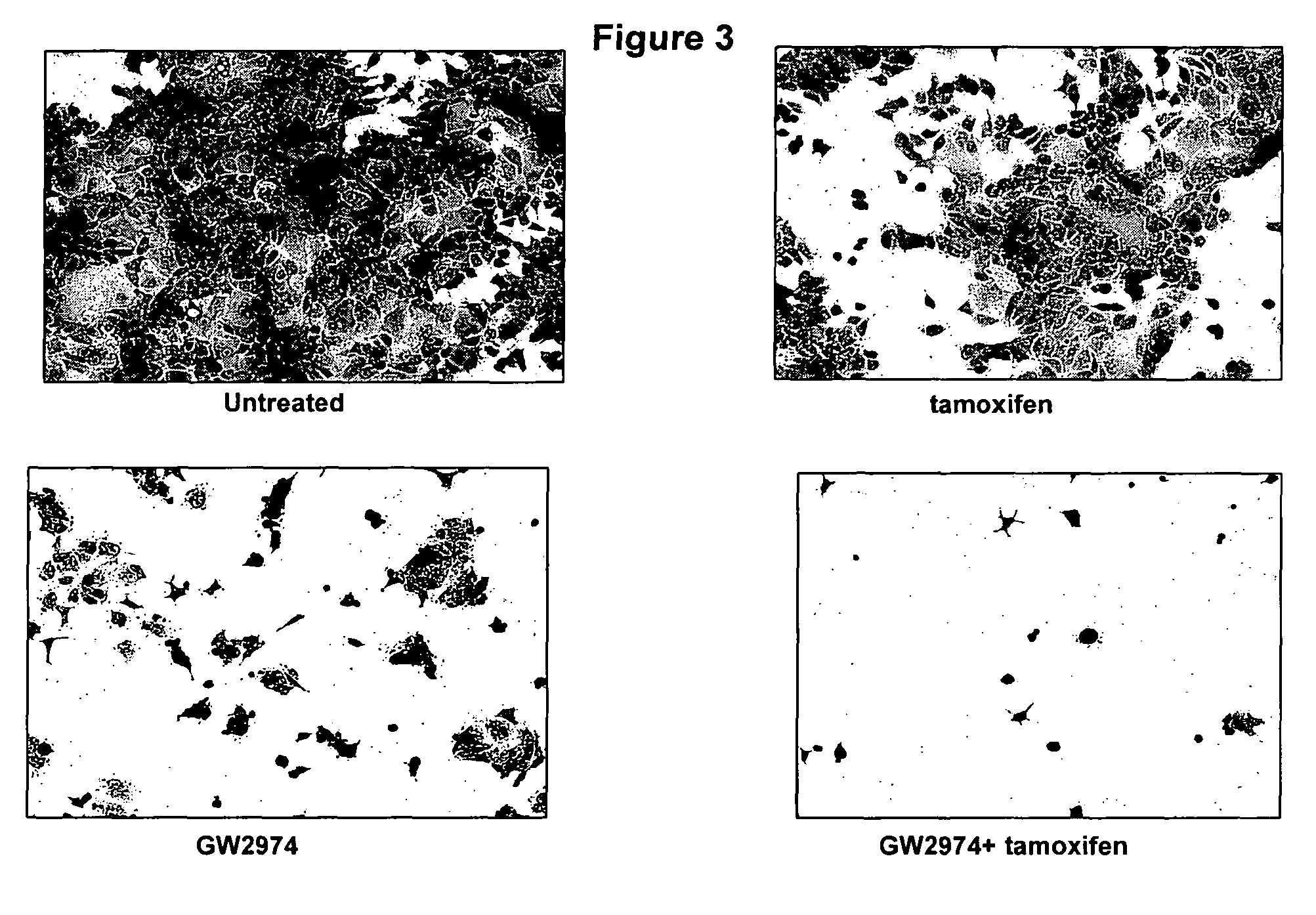 Methods and materials for predicting responsiveness to treatment with dual tyrosine kinase inhibitor