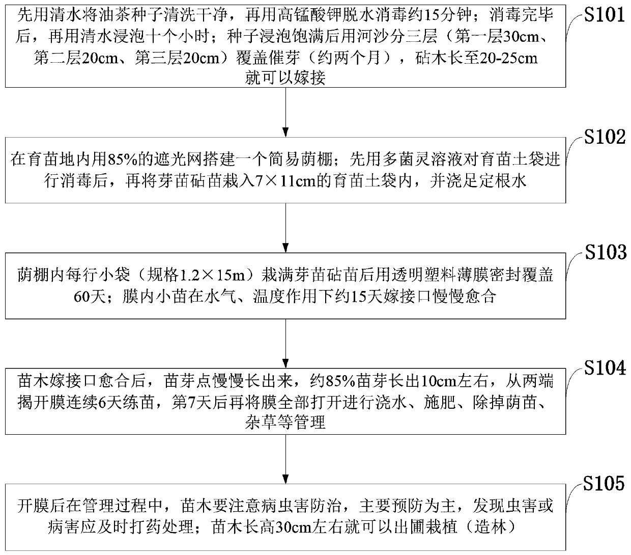 Camellia oleifera-grafted seedling cultivation method