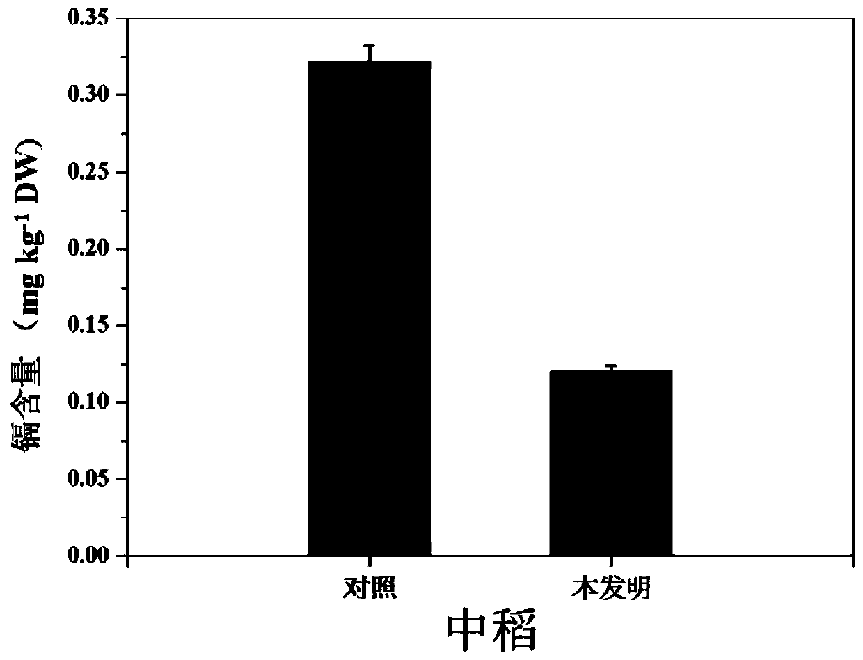 A kind of method for production while repairing rape in cadmium-contaminated soil-middle rice rotation