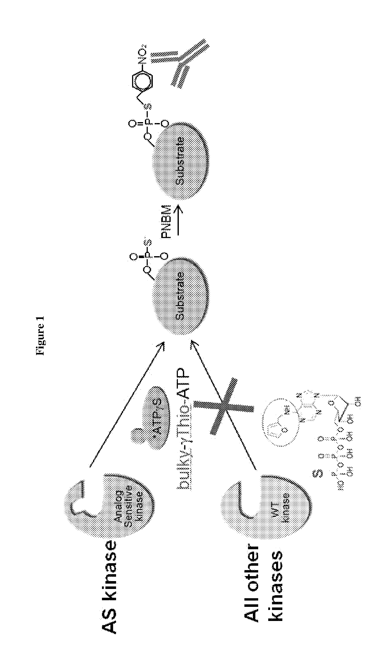 In situ visualization of kinase activity