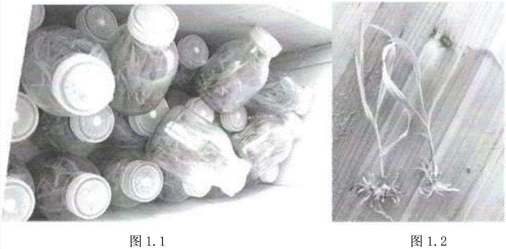 Breeding method of rhizoma bletillae seedlings