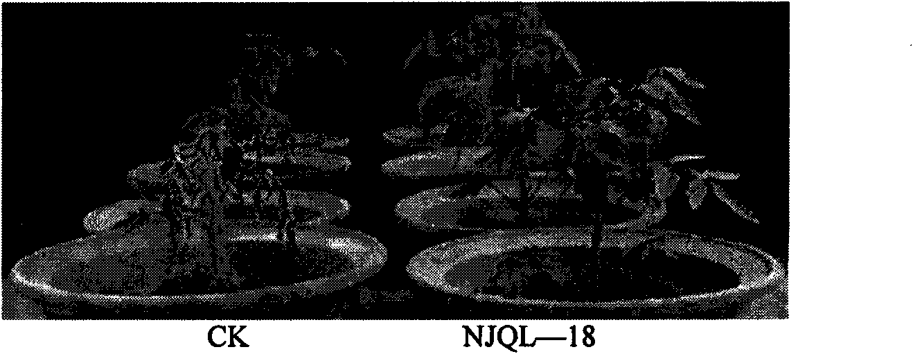 Antagonistic bacteria preventing and removing continuous cropping tomato bacterial wilt and microbial organic fertilizer thereof