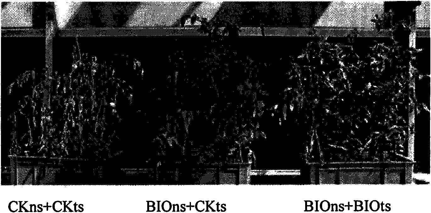 Antagonistic bacteria preventing and removing continuous cropping tomato bacterial wilt and microbial organic fertilizer thereof