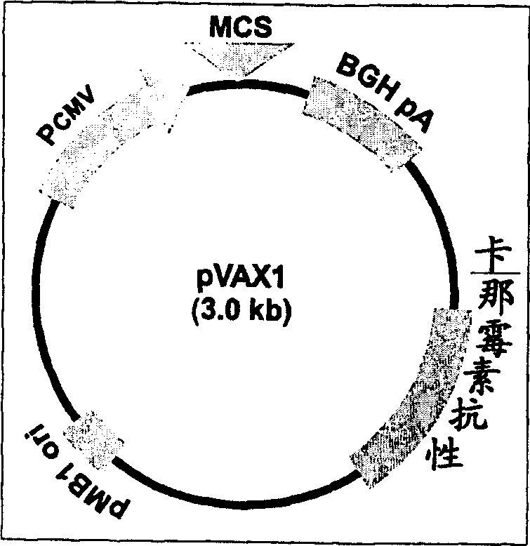 Immune method and composition for HIV-1