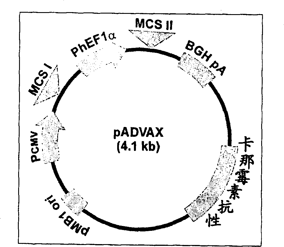 Immune method and composition for HIV-1