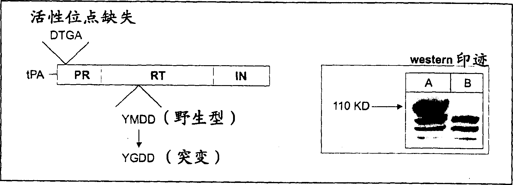 Immune method and composition for HIV-1