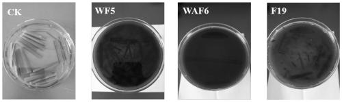 Penicillium oxalicum strain capable of degrading cellulose and adsorbing cadmium and application thereof