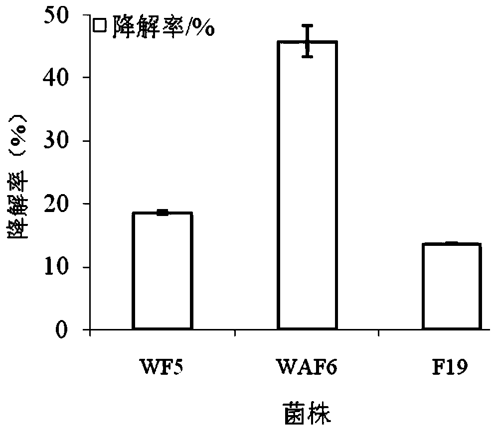 Penicillium oxalicum strain capable of degrading cellulose and adsorbing cadmium and application thereof