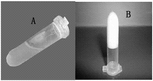 A gel preparation for in situ treatment of tumors and its preparation method