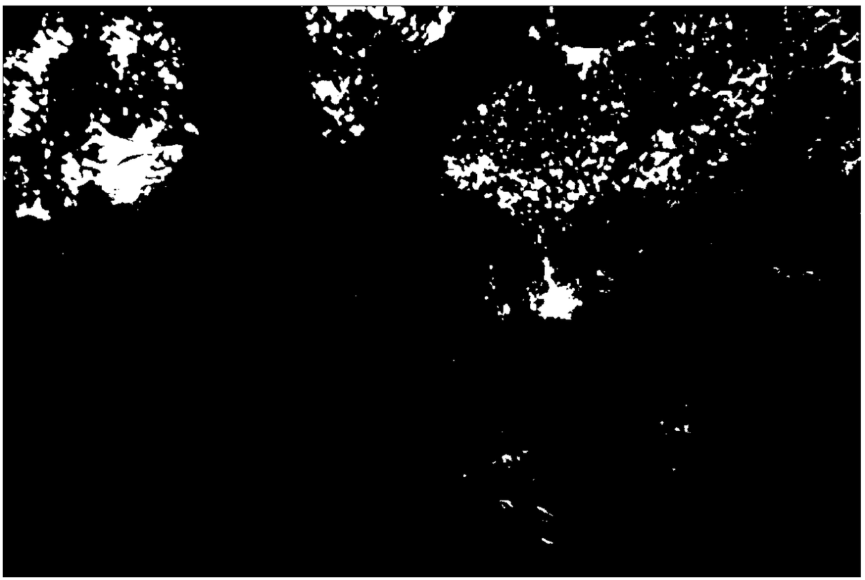 Leaf fertilizer for preventing fruit cracking of jackfruit, fruit cracking prevention method and application thereof