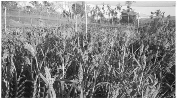 Method for regulating blooming period of broom corn millet under short-day condition