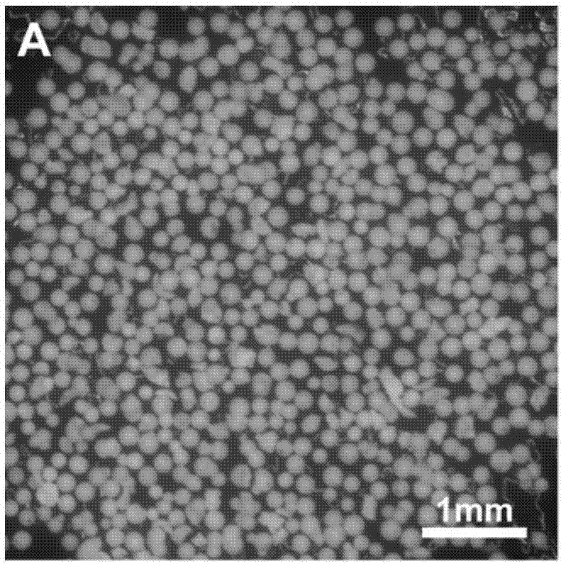 Preparation method and application of porous geological polymer microspheres