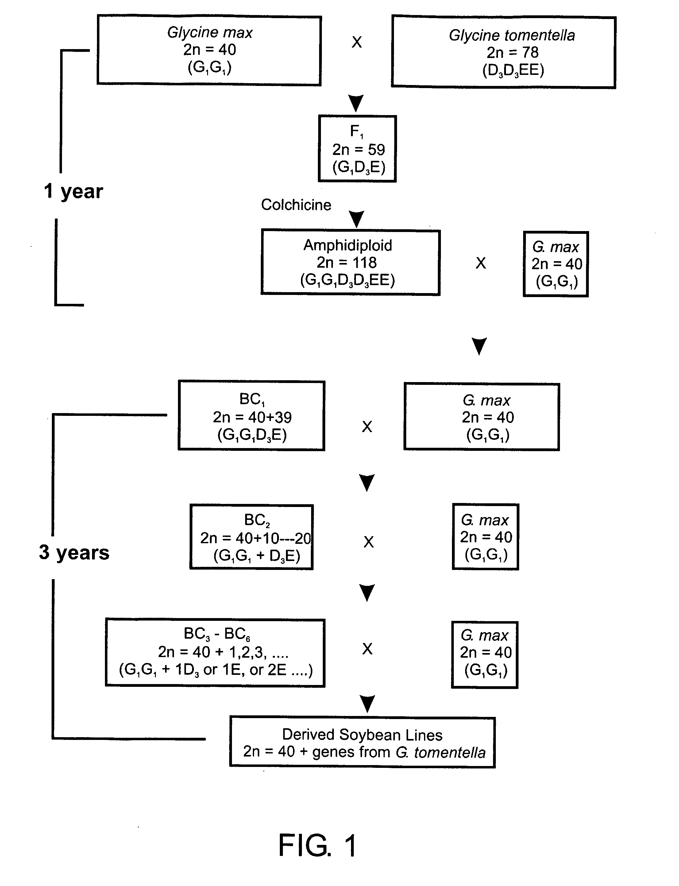 Methods for producing fertile crosses between wild and domestic soybean species