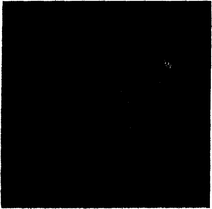 P450BM-3 variant gene for catalyzing indigo blue generated by benzazole and and use thereof