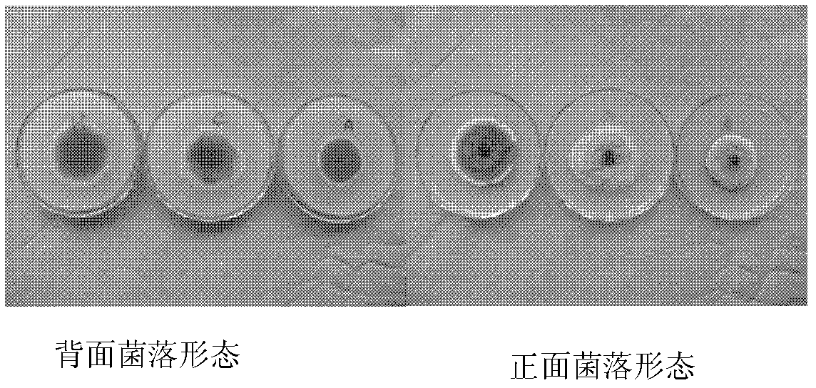 Method for identifying Alternaria altemata (Fr.) Keissler resistance of pear germplasm