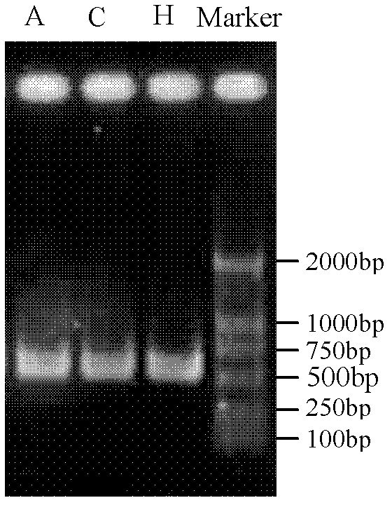 Method for identifying Alternaria altemata (Fr.) Keissler resistance of pear germplasm