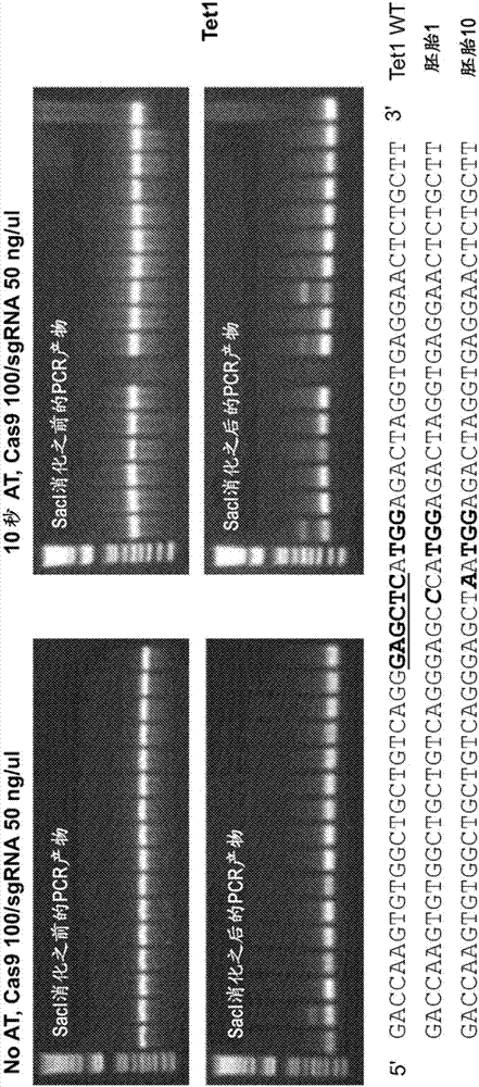 High efficiency, high throughput generation of genetically modified mammals by electroporation