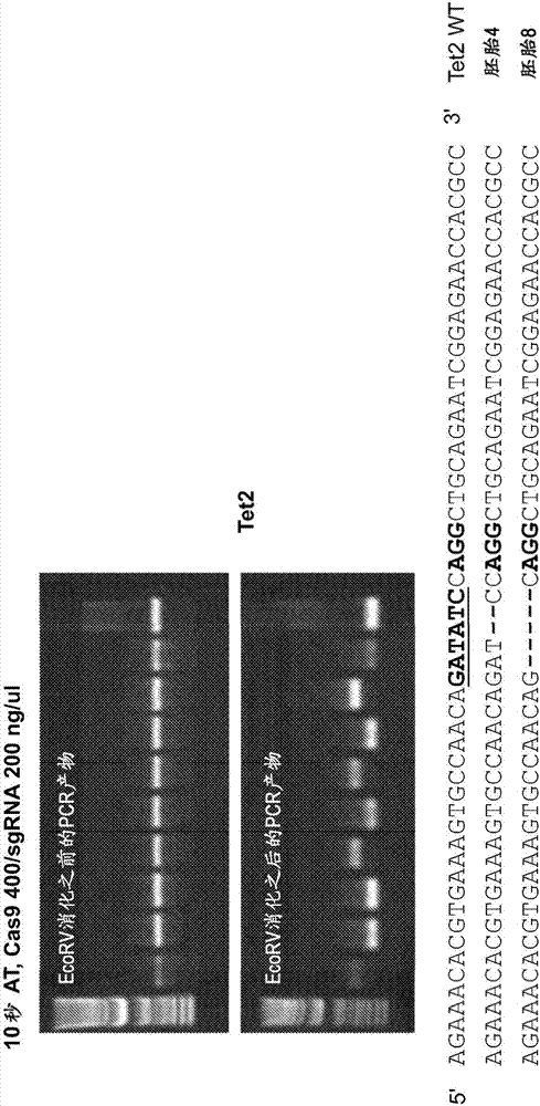 High efficiency, high throughput generation of genetically modified mammals by electroporation