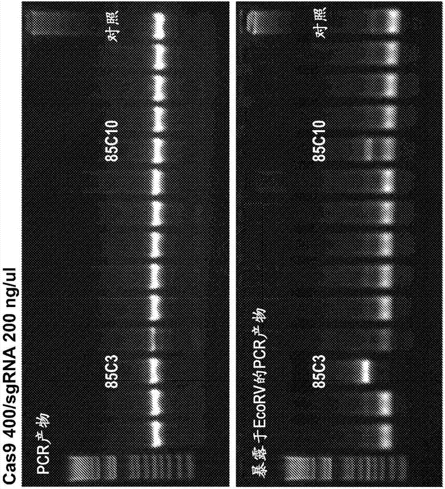 High efficiency, high throughput generation of genetically modified mammals by electroporation