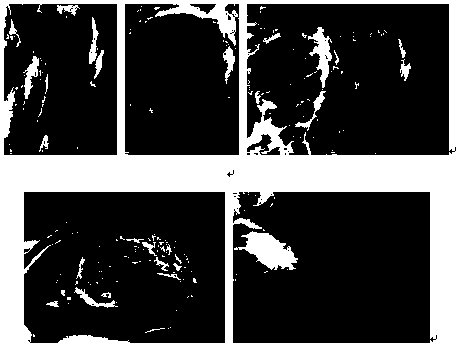 Breeding method of black pig herd and application of breeding method