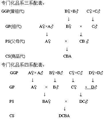 Breeding method of black pig herd and application of breeding method