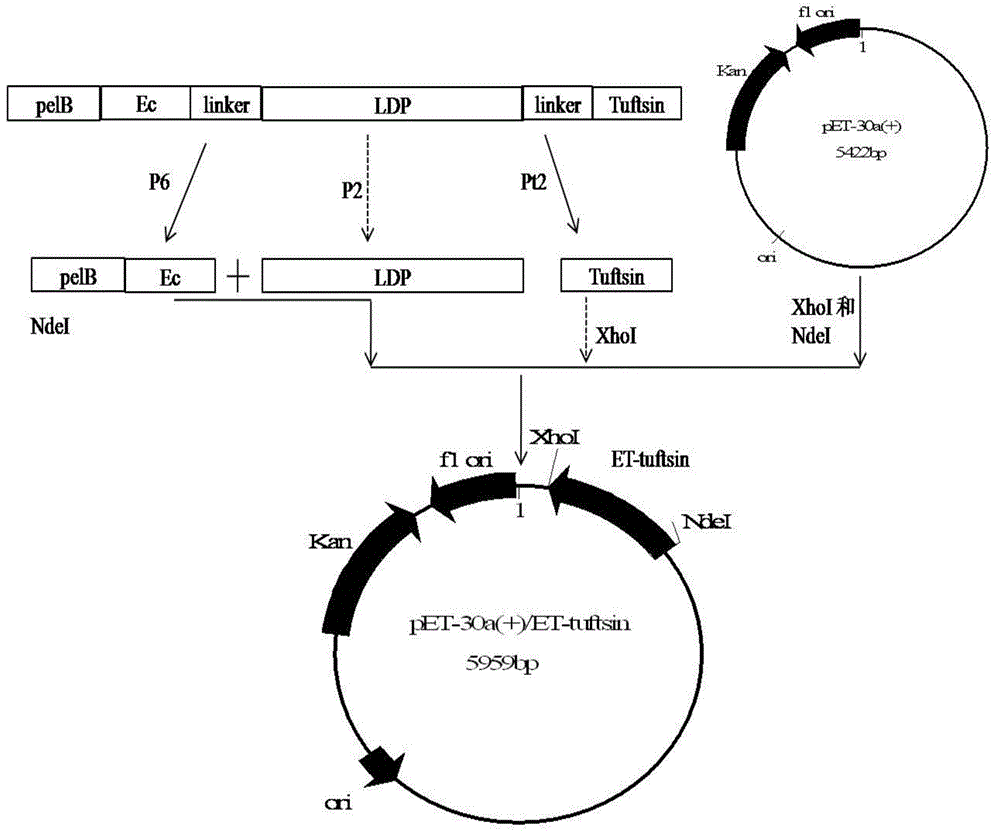 Anti-tumor fusion protein as well as encoding gene and application thereof