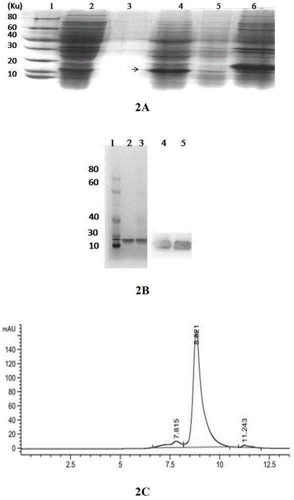 Anti-tumor fusion protein as well as encoding gene and application thereof