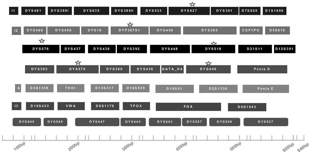 A compound amplification detection kit for simultaneously detecting 60 autosome and y-chromosome loci