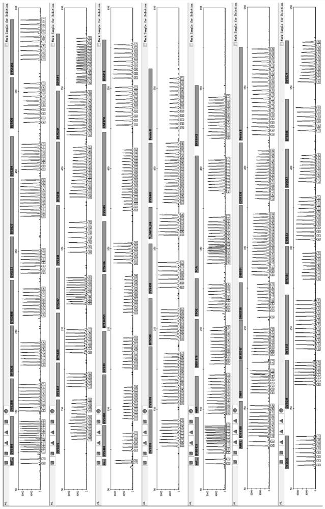 A compound amplification detection kit for simultaneously detecting 60 autosome and y-chromosome loci