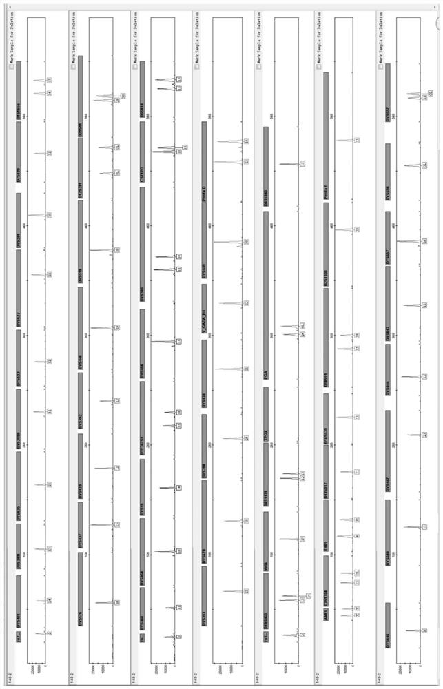 A compound amplification detection kit for simultaneously detecting 60 autosome and y-chromosome loci