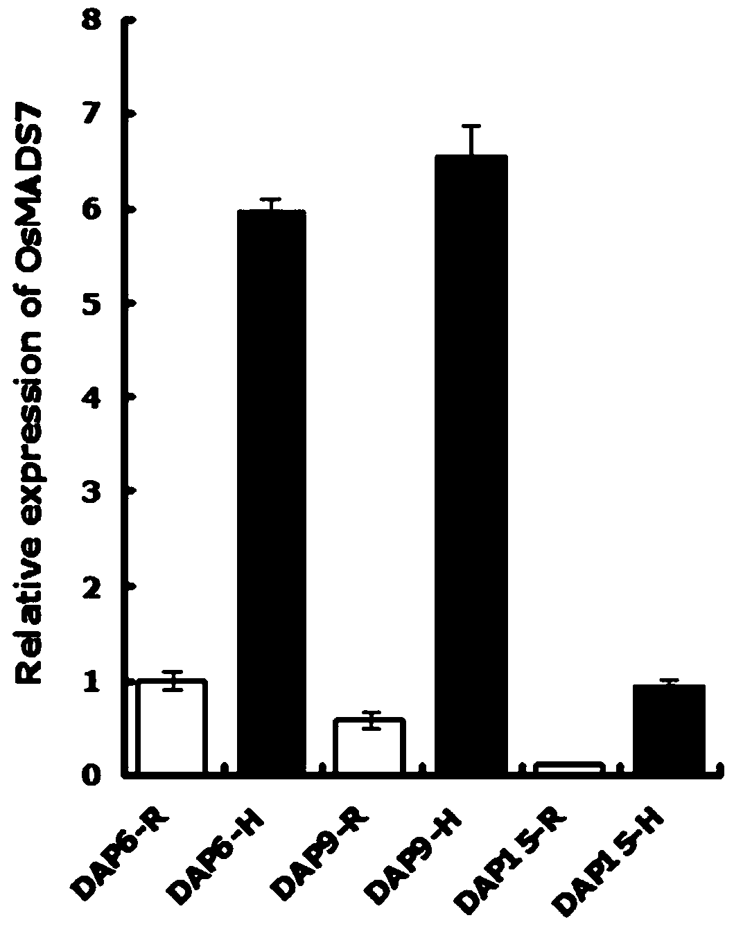 Endosperm-specific down-regulation of osmads7 gene expression to improve the tolerance of rice amylose content to high temperature