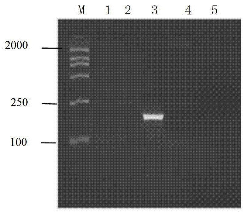 Method for detecting viral haemorrhagic septicaemia virus based on liquid chip