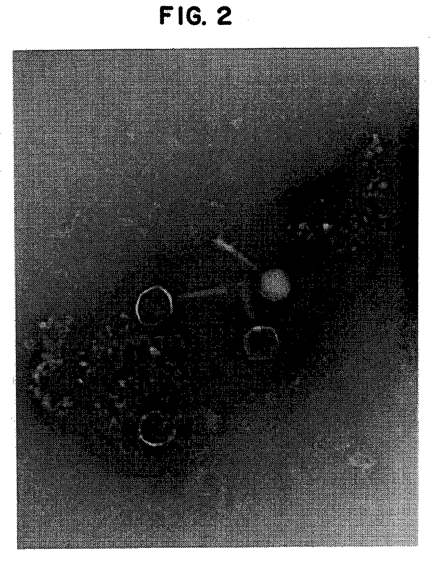 Compositions containing bacteriophages and method of using bacteriophages to treat infections