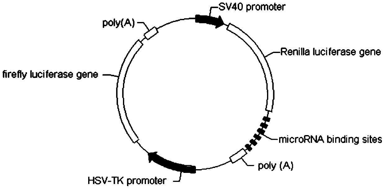 Human miR-210 biological knock-down element, construction method and application thereof